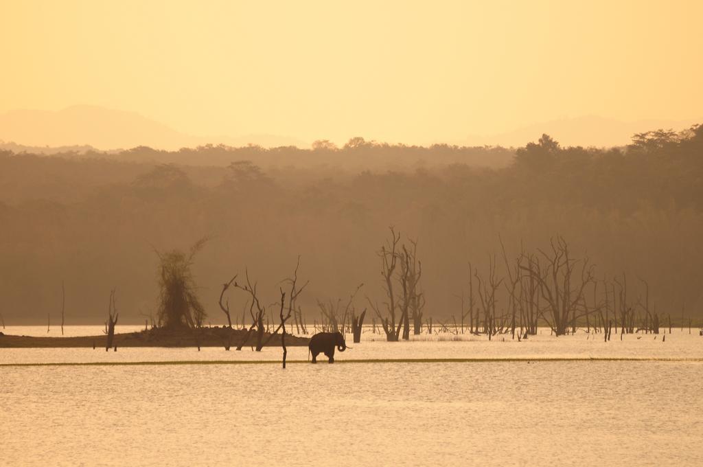 Evolve Back Kabini Begūr Kültér fotó