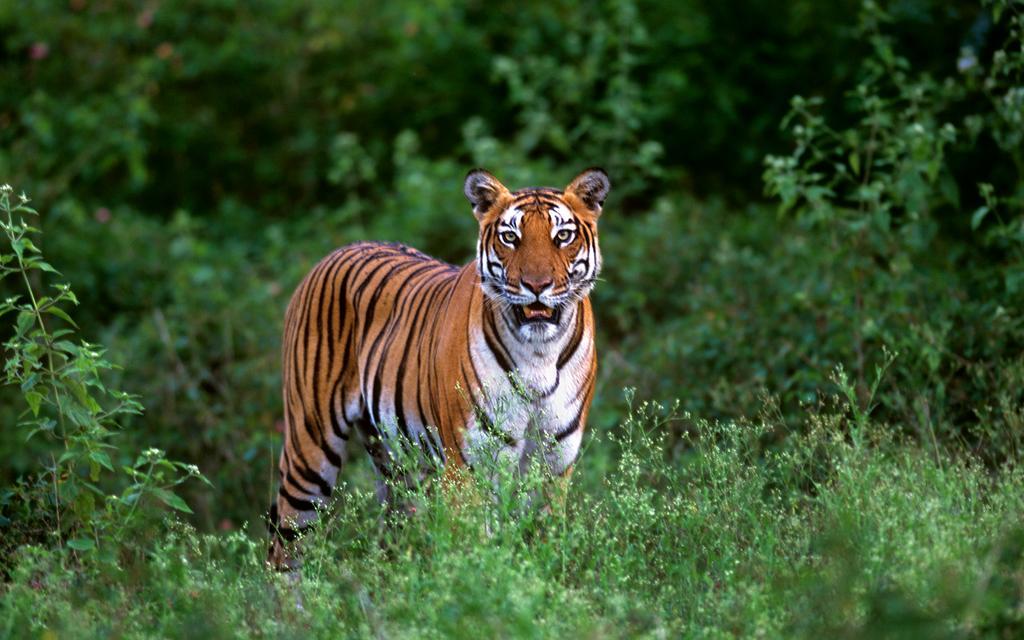 Evolve Back Kabini Hotel Begūr Kültér fotó